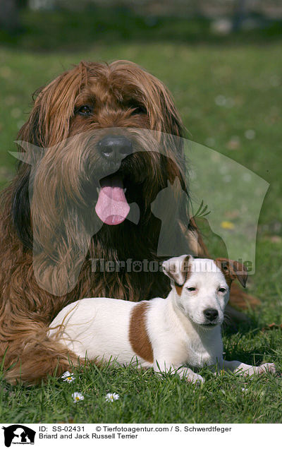 Briard und Jack Russell Terrier / SS-02431