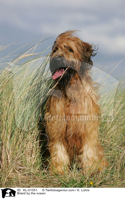Briard am Meer / Briard by the ocean / KL-01051