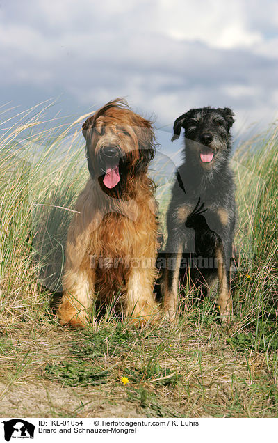 Briard und Schnauzer-Mischling / Briard and Schnauzer-Mongrel / KL-01054