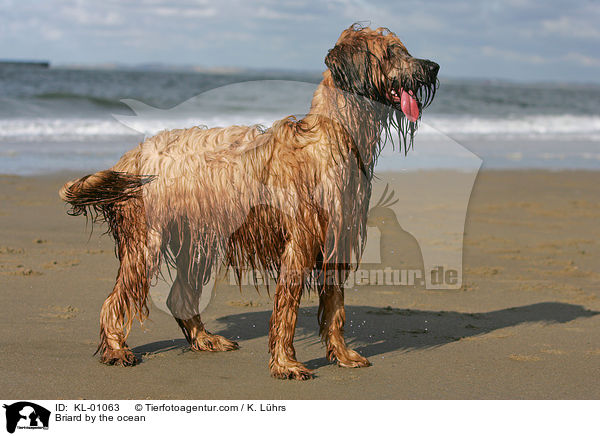 Briard am Meer / Briard by the ocean / KL-01063
