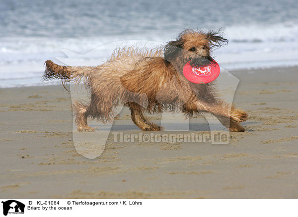 Briard am Meer / Briard by the ocean / KL-01064