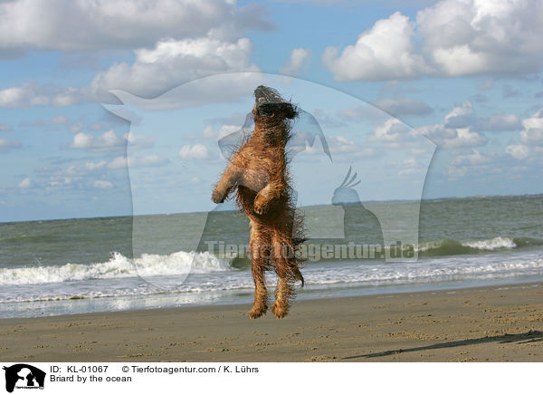 Briard am Meer / Briard by the ocean / KL-01067