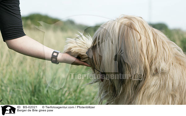 Briard gibt Pftchen / Berger de Brie gives paw / BS-02021