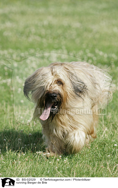 rennender Briard / running Berger de Brie / BS-02029