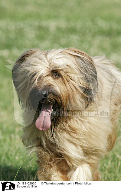 Briard / Berger de Brie / BS-02030