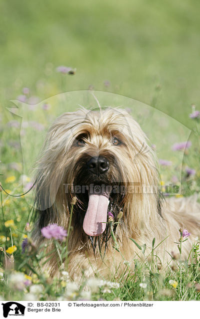 Briard / Berger de Brie / BS-02031