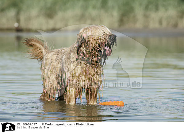 badender Briard / bathing Berger de Brie / BS-02037