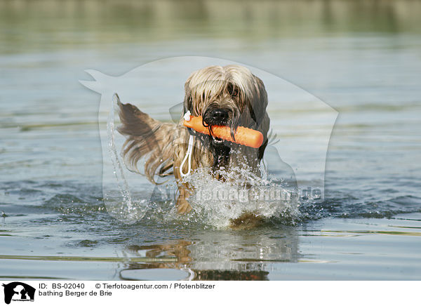 badender Briard / bathing Berger de Brie / BS-02040