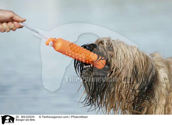 Briard / Berger de Brie / BS-02044