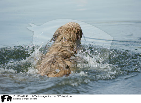 badender Briard / bathing Berger de Brie / BS-02046