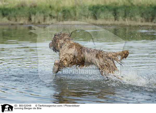 rennender Briard / running Berger de Brie / BS-02048