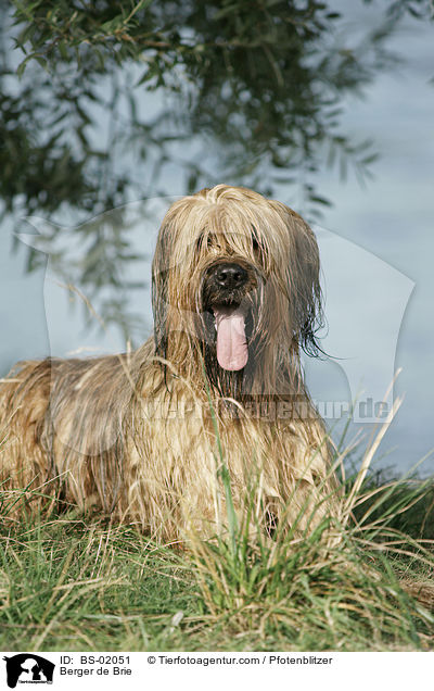 Briard / Berger de Brie / BS-02051