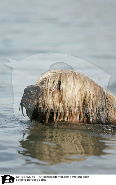 badender Briard / bathing Berger de Brie / BS-02075