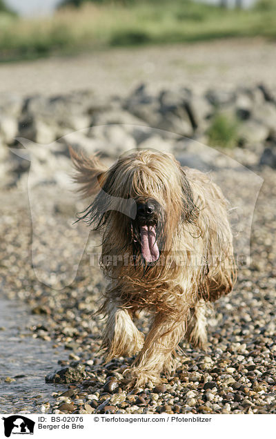 Briard / Berger de Brie / BS-02076