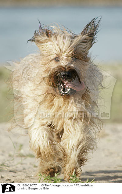 rennender Briard / running Berger de Brie / BS-02077