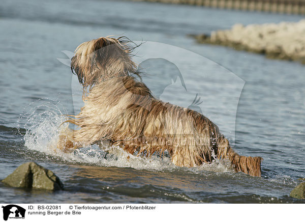 rennender Briard / running Berger de Brie / BS-02081