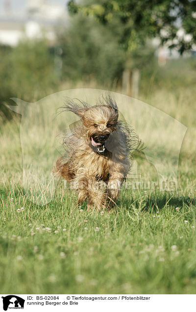 rennender Briard / running Berger de Brie / BS-02084