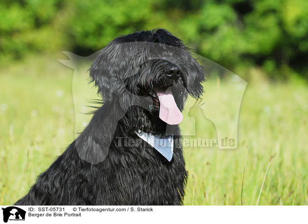 Briard Portrait / Berger de Brie Portrait / SST-05731