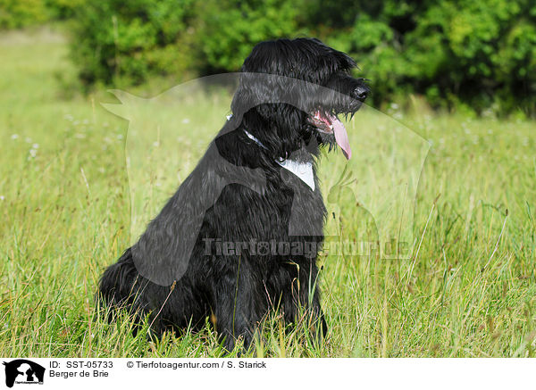 Briard / Berger de Brie / SST-05733