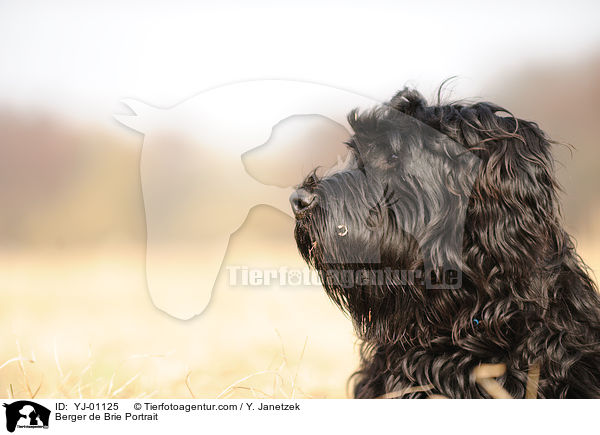 Briard portrait / Berger de Brie Portrait / YJ-01125