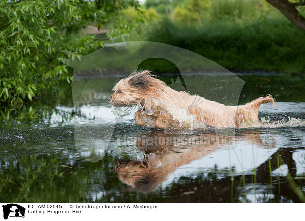 badender Briard / bathing Berger de Brie / AM-02545