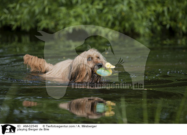 playing Berger de Brie / AM-02546