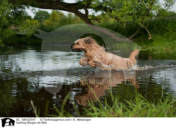 badender Briard / bathing Berger de Brie / AM-02547