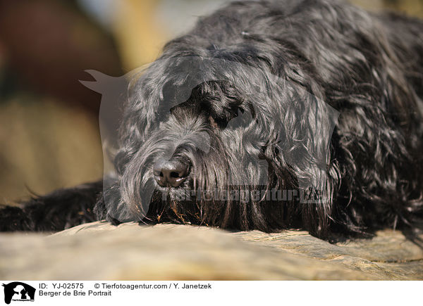 Briard Portrait / Berger de Brie Portrait / YJ-02575