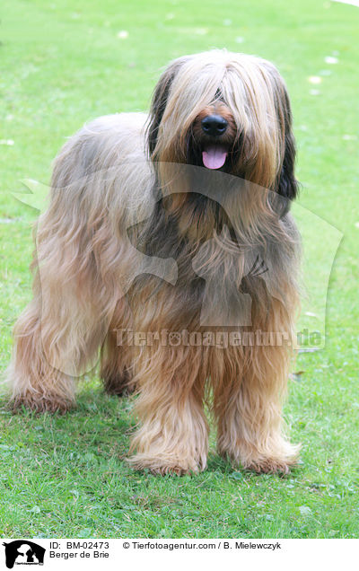 Briard / Berger de Brie / BM-02473