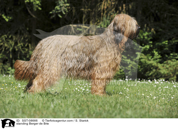 stehender Briard / standing Berger de Brie / SST-08666