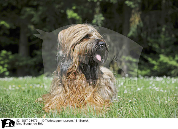 liegender Briard / lying Berger de Brie / SST-08673