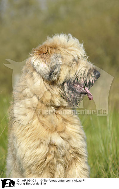 junger Briard / young Berger de Brie / AP-09401