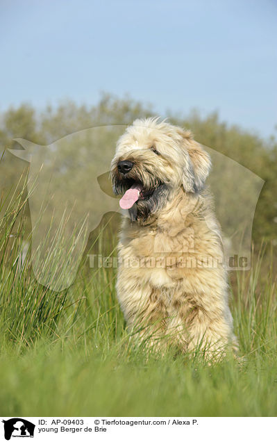 junger Briard / young Berger de Brie / AP-09403
