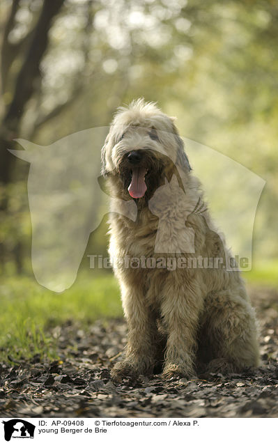 junger Briard / young Berger de Brie / AP-09408