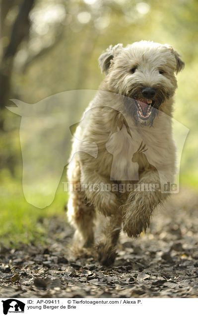 junger Briard / young Berger de Brie / AP-09411
