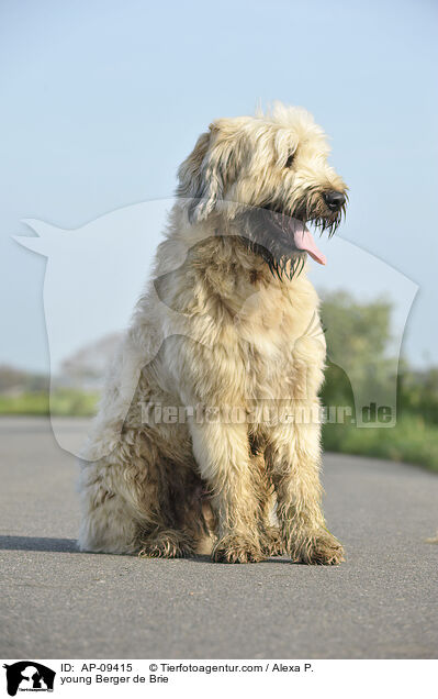 junger Briard / young Berger de Brie / AP-09415