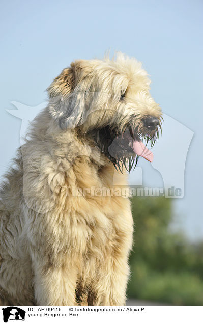 junger Briard / young Berger de Brie / AP-09416