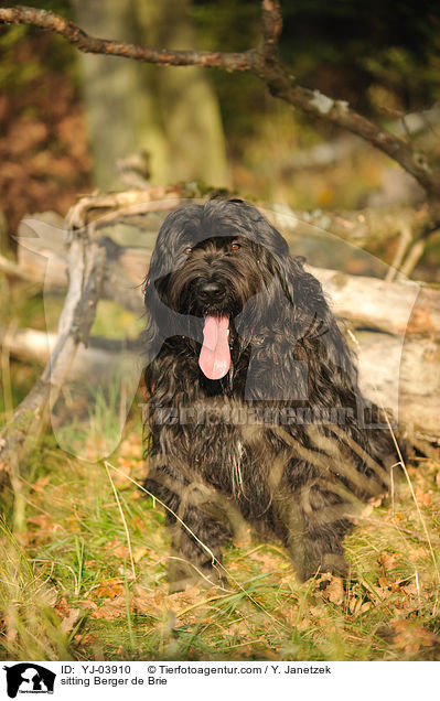 sitzender Briard / sitting Berger de Brie / YJ-03910