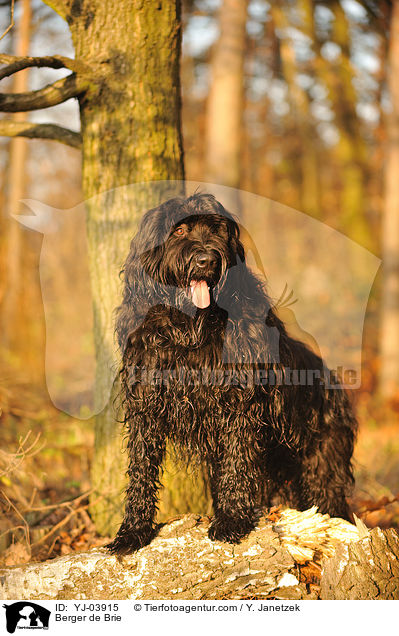 Briard / Berger de Brie / YJ-03915