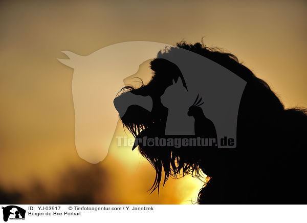 Briard Portrait / Berger de Brie Portrait / YJ-03917