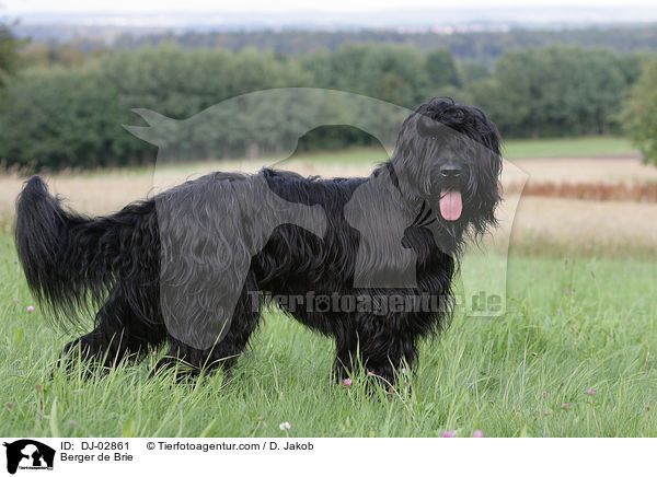 Briard / Berger de Brie / DJ-02861