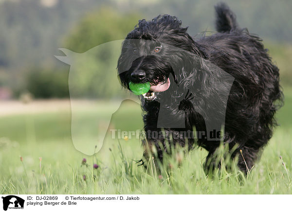 spielender Briard / playing Berger de Brie / DJ-02869