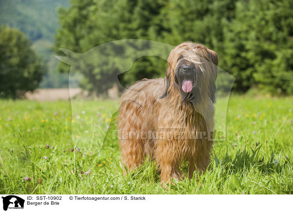 Briard / Berger de Brie / SST-10902