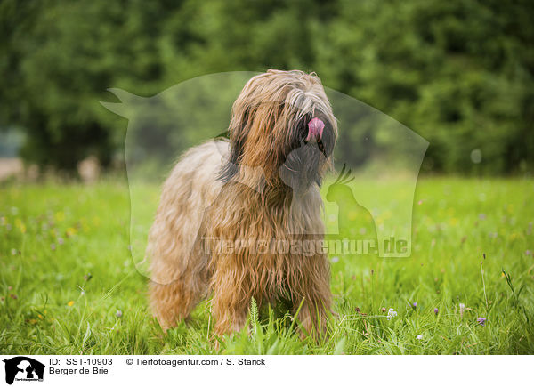 Briard / Berger de Brie / SST-10903