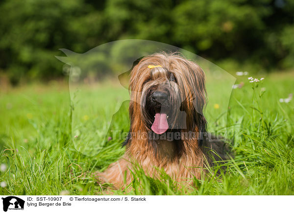 liegender Briard / lying Berger de Brie / SST-10907