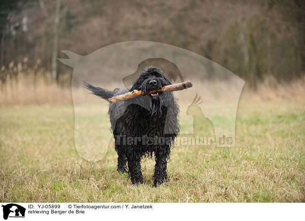 apportierender Briard / retrieving Berger de Brie / YJ-05899