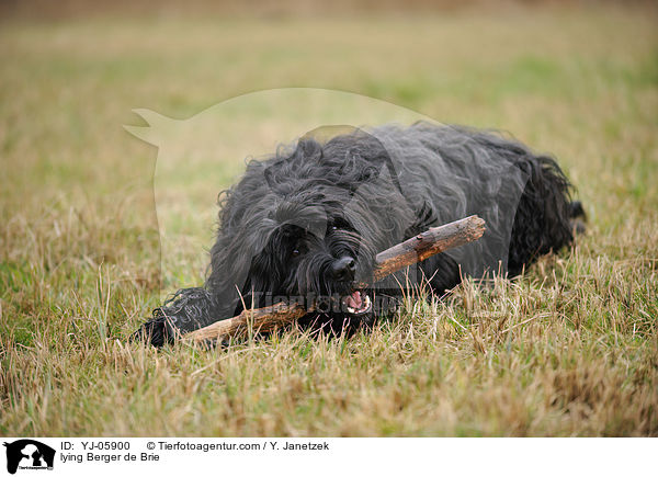 liegender Briard / lying Berger de Brie / YJ-05900