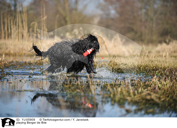 spielender Briard / playing Berger de Brie / YJ-05909