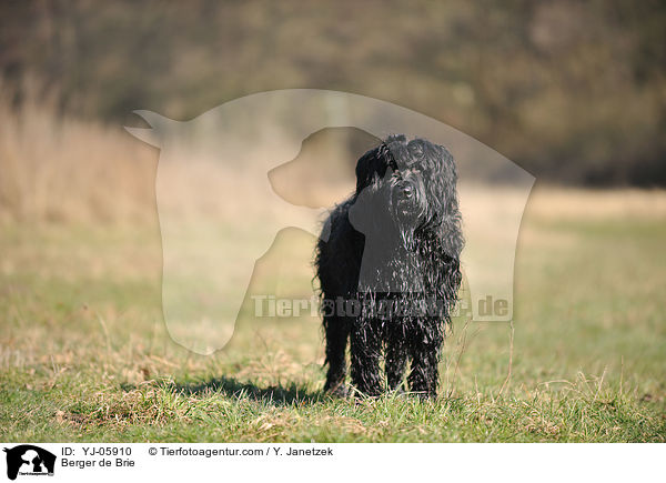 Briard / Berger de Brie / YJ-05910