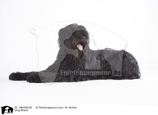 liegender Briard / lying Briard / NN-09238